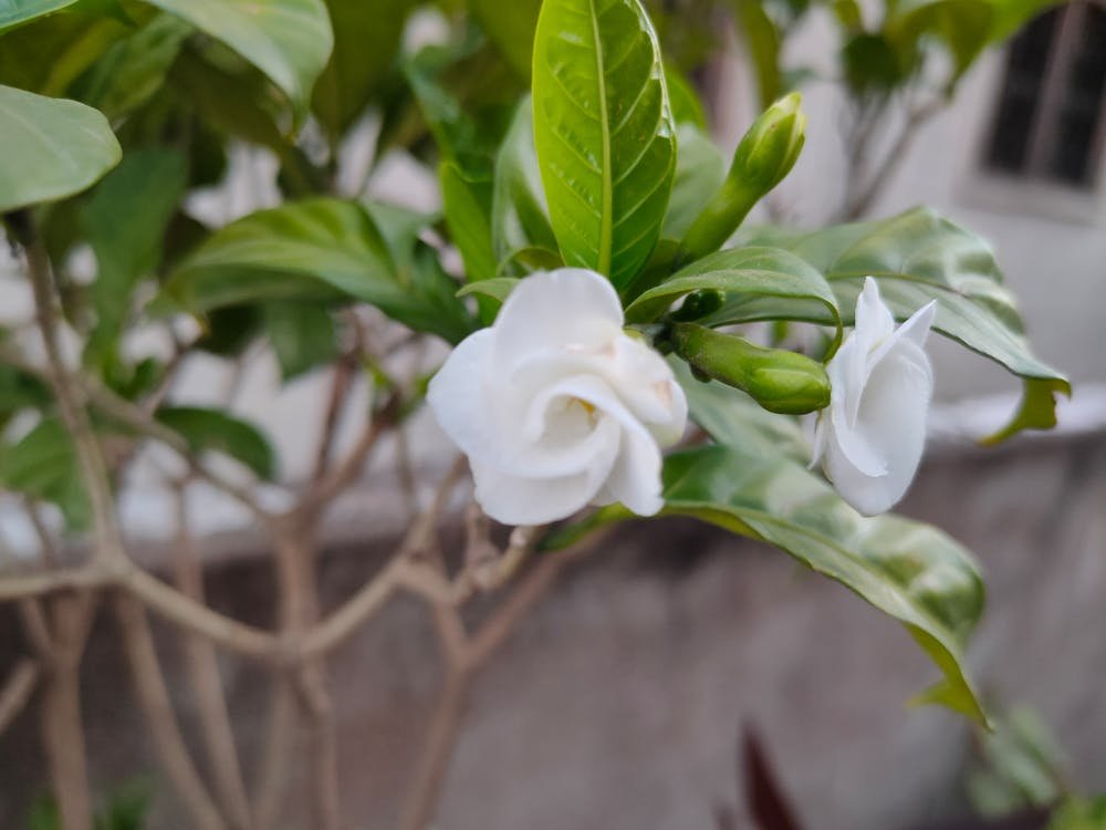 Cliente viendo menú digital en restaurante